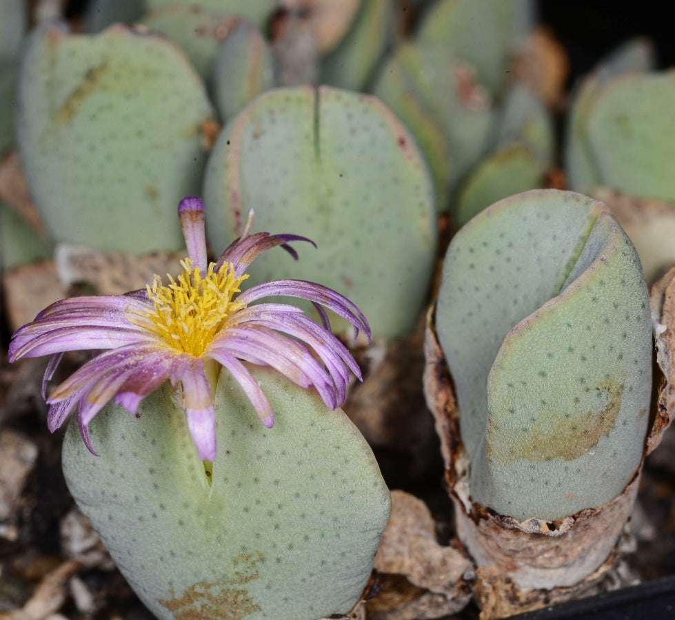 Green (Green scientific name) for planting in garden